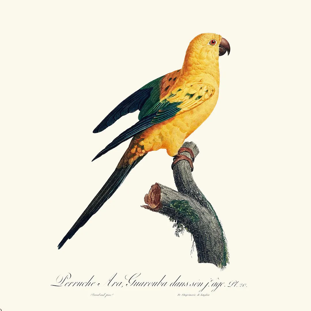 Poduszka - Sun parakeet - obrazek 2