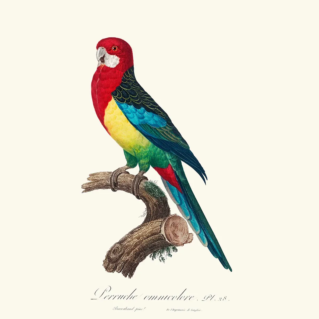 Poduszka - Wschodnia Rosella - obrazek 2