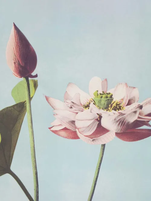 Serwetki Kwiat lotosu 20x20 cm