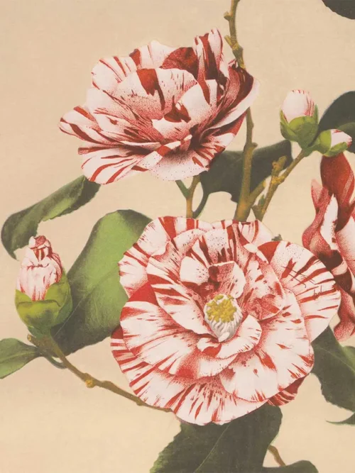 Serwetki Kamelia 20x20 cm