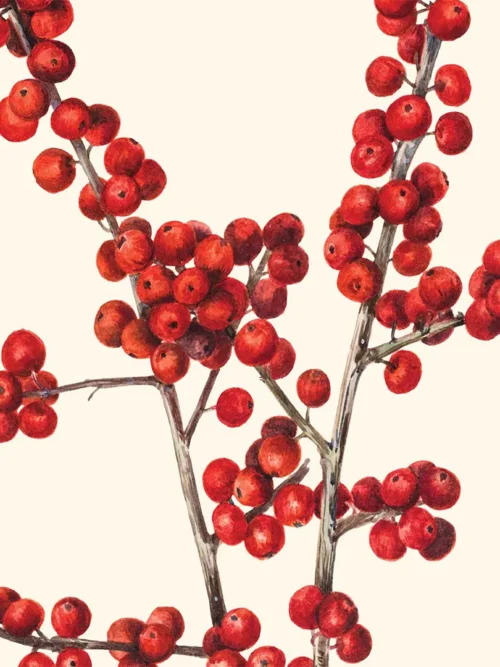 Serwetki świąteczne Ostrokrzew 20x20 cm