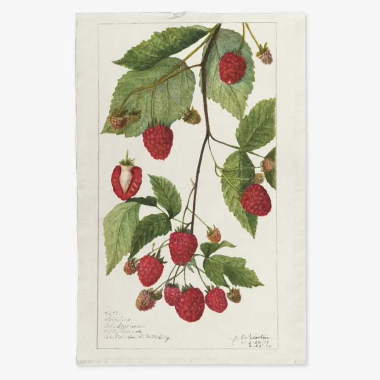 Ręcznik kuchenny maliny 50x70 cm