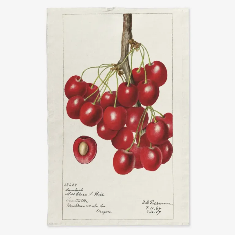 Ręcznik kuchenny kiść wiśni 50x70 cm
