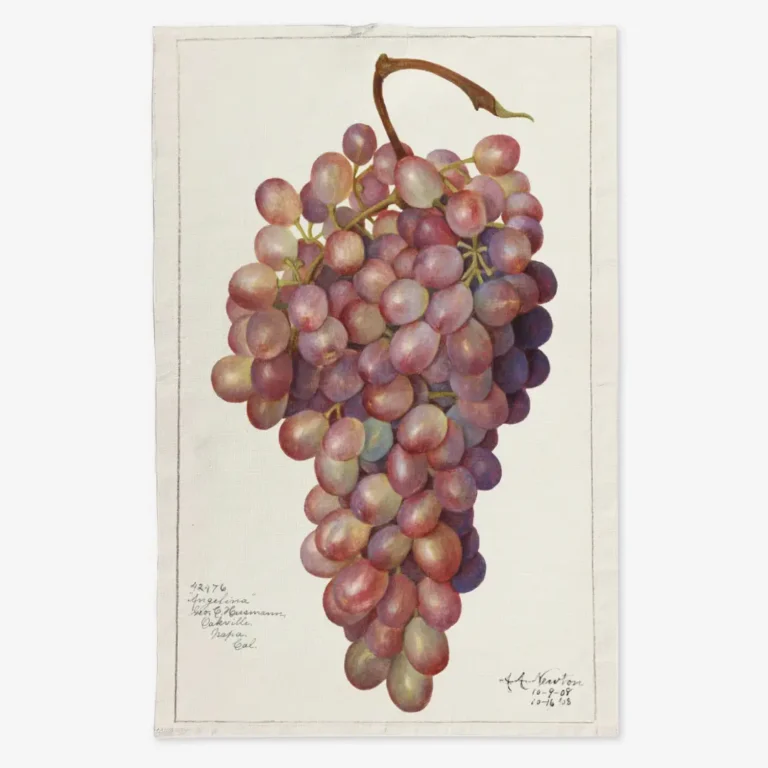 Ręcznik kuchenny czerwone winogrono 50x70 cm