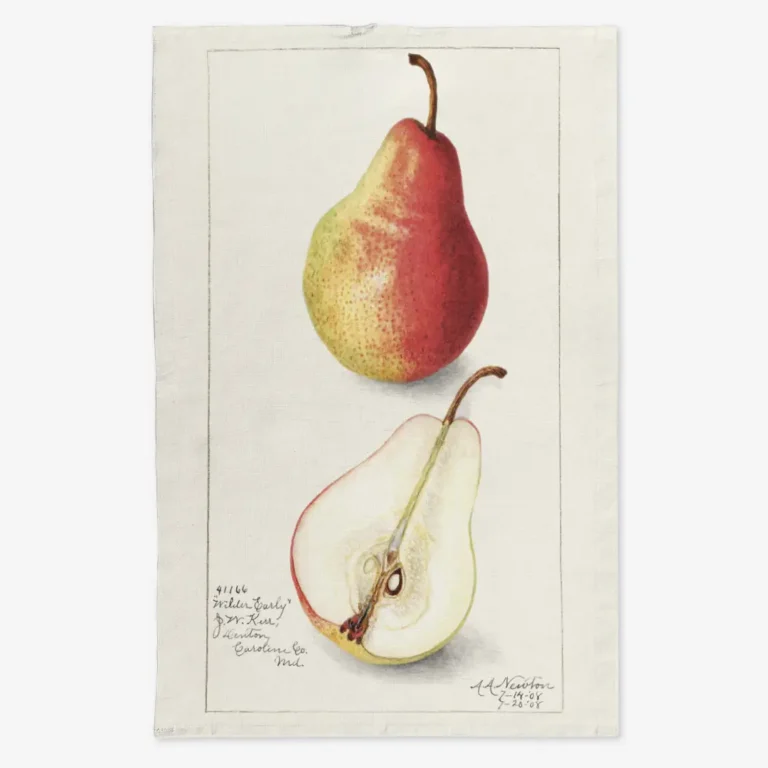 Ręcznik kuchenny gruszka 50x70 cm