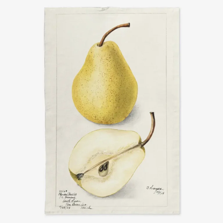 Ręcznik kuchenny żółta gruszka 50x70 cm