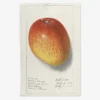 Ręcznik kuchenny - mango 1