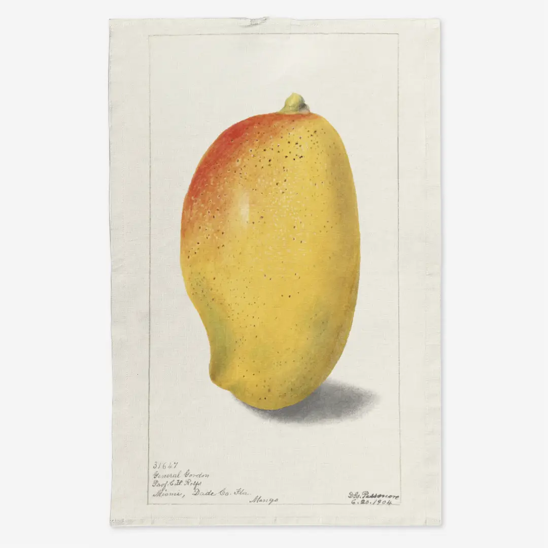 Ręcznik kuchenny - mango 2
