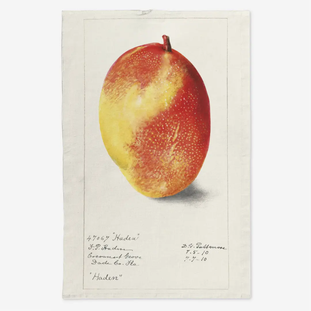 Ręcznik kuchenny - mango 3