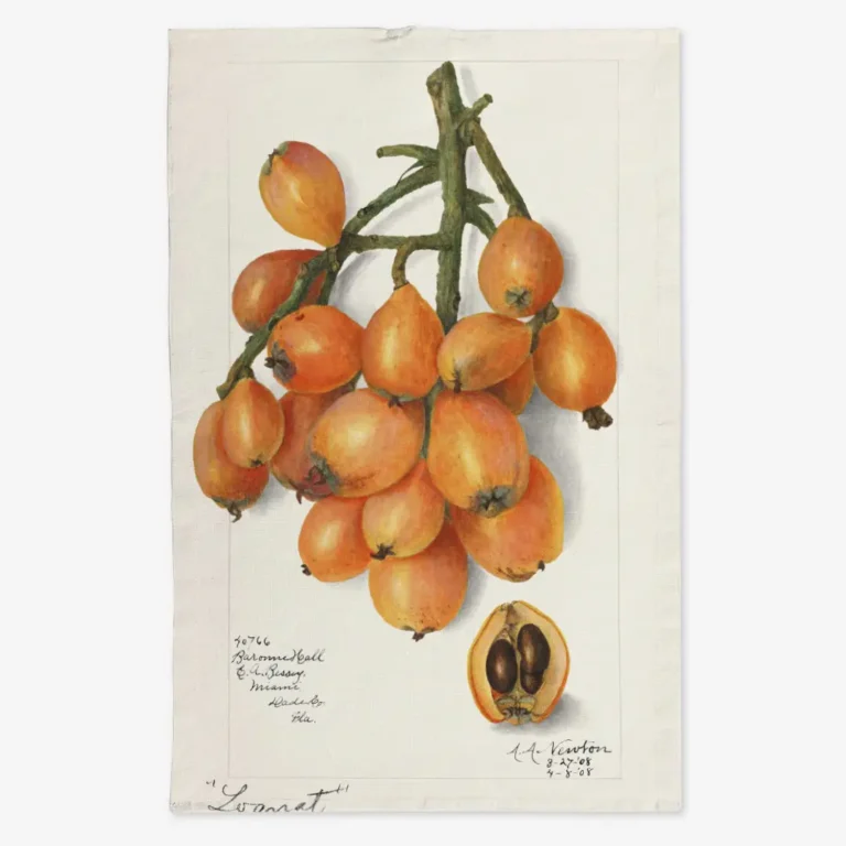 Ręcznik kuchenny nieśplik japoński 50x70 cm