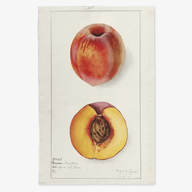 Ręcznik kuchenny nektarynka 50x70 cm