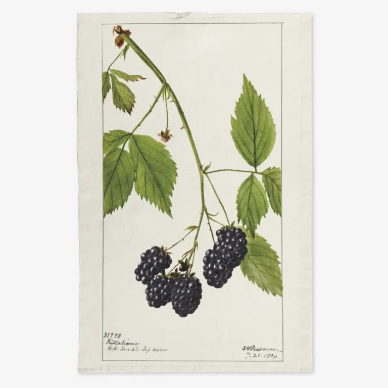 Ręcznik kuchenny jeżyny 50x70 cm