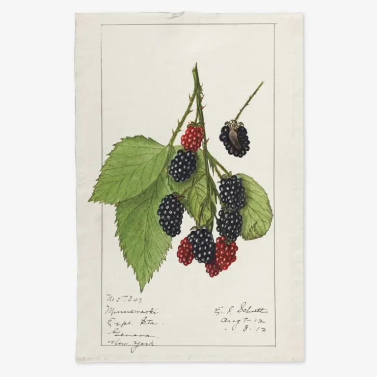 Ręcznik kuchenny jeżyny 2 50x70 cm