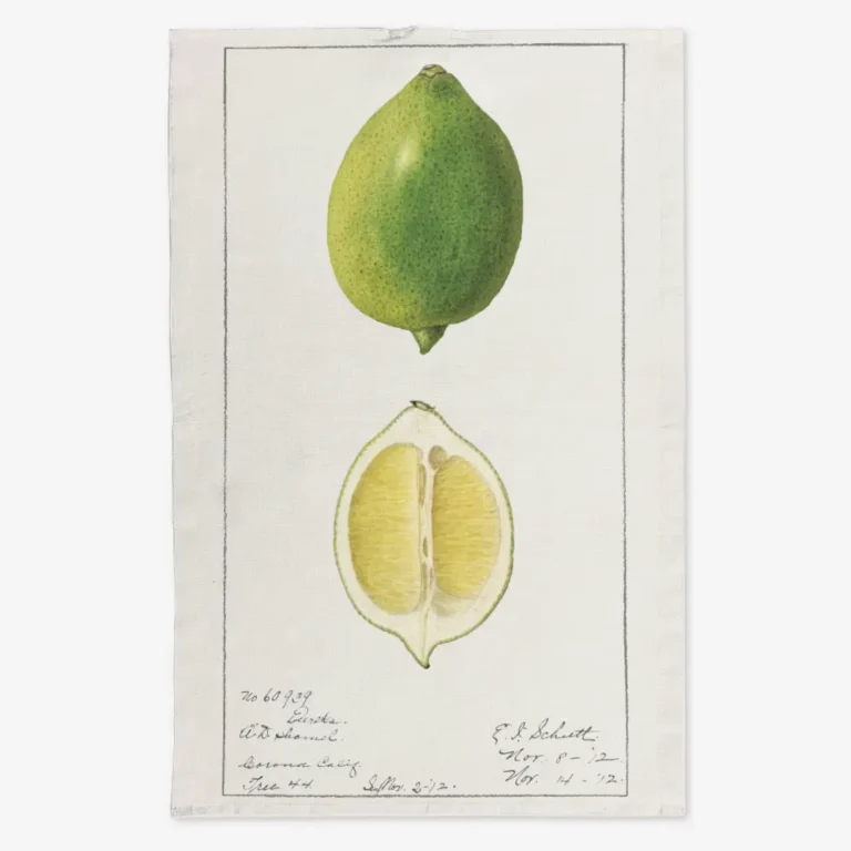 Ręcznik kuchenny limonka 50x70 cm