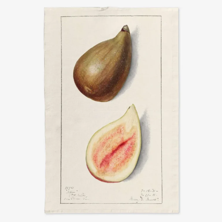 Ręcznik kuchenny Figi 50x70 cm