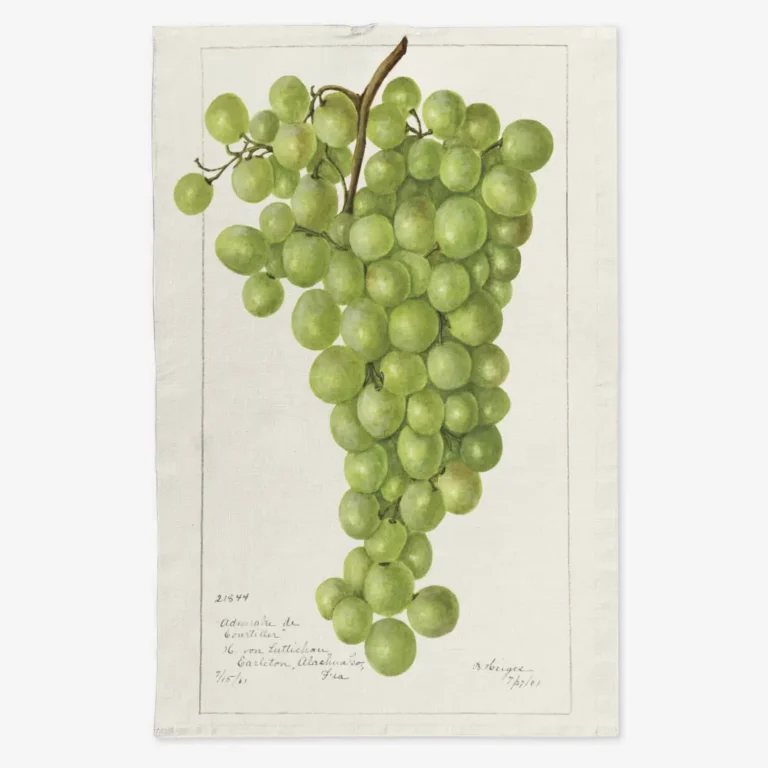 Ręcznik kuchenny winogrono 50x70 cm