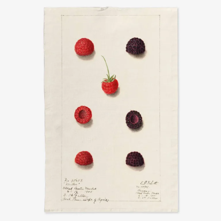 Ręcznik kuchenny Malinki 50x70 cm