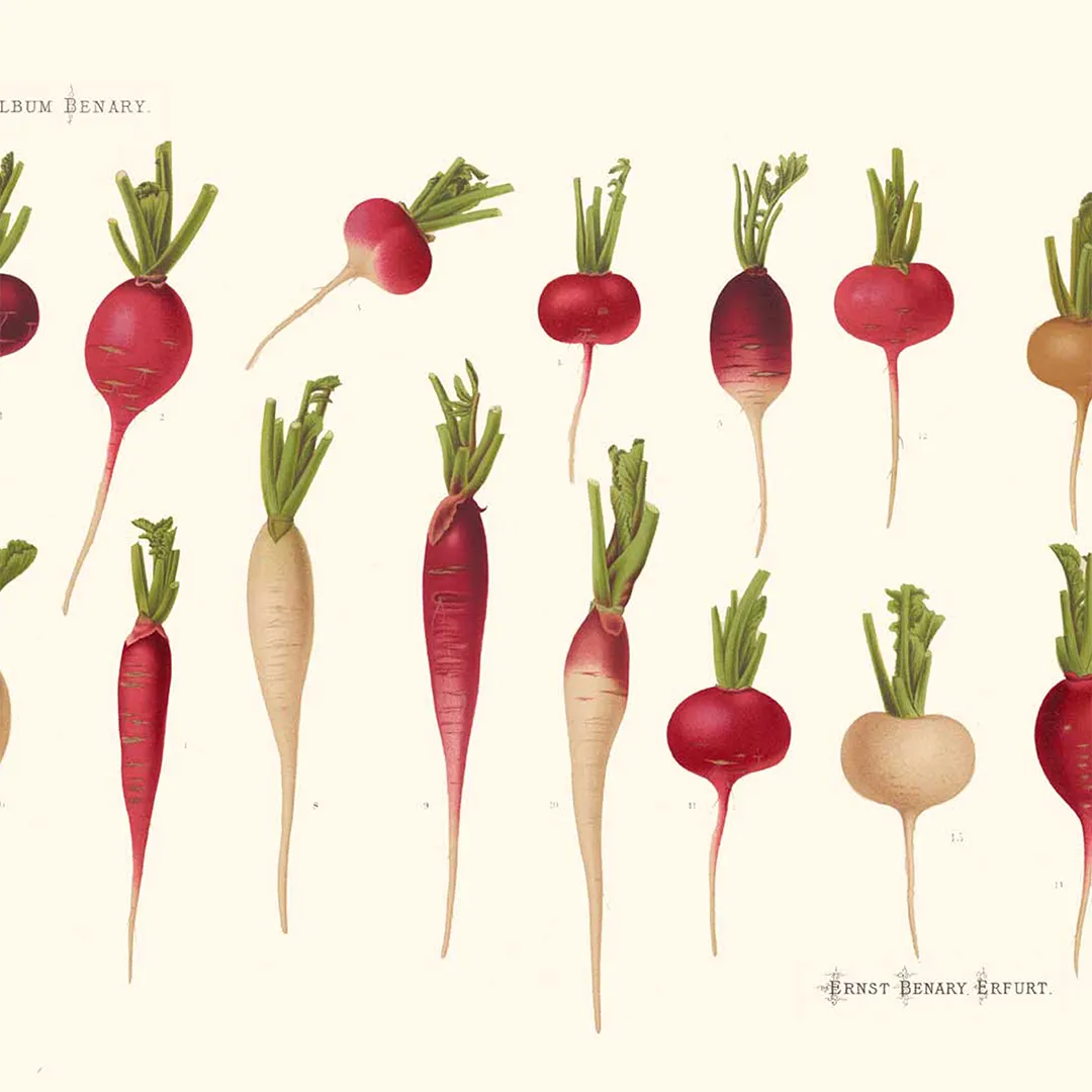 Podkładki Rzodkiewka 20x20 cm