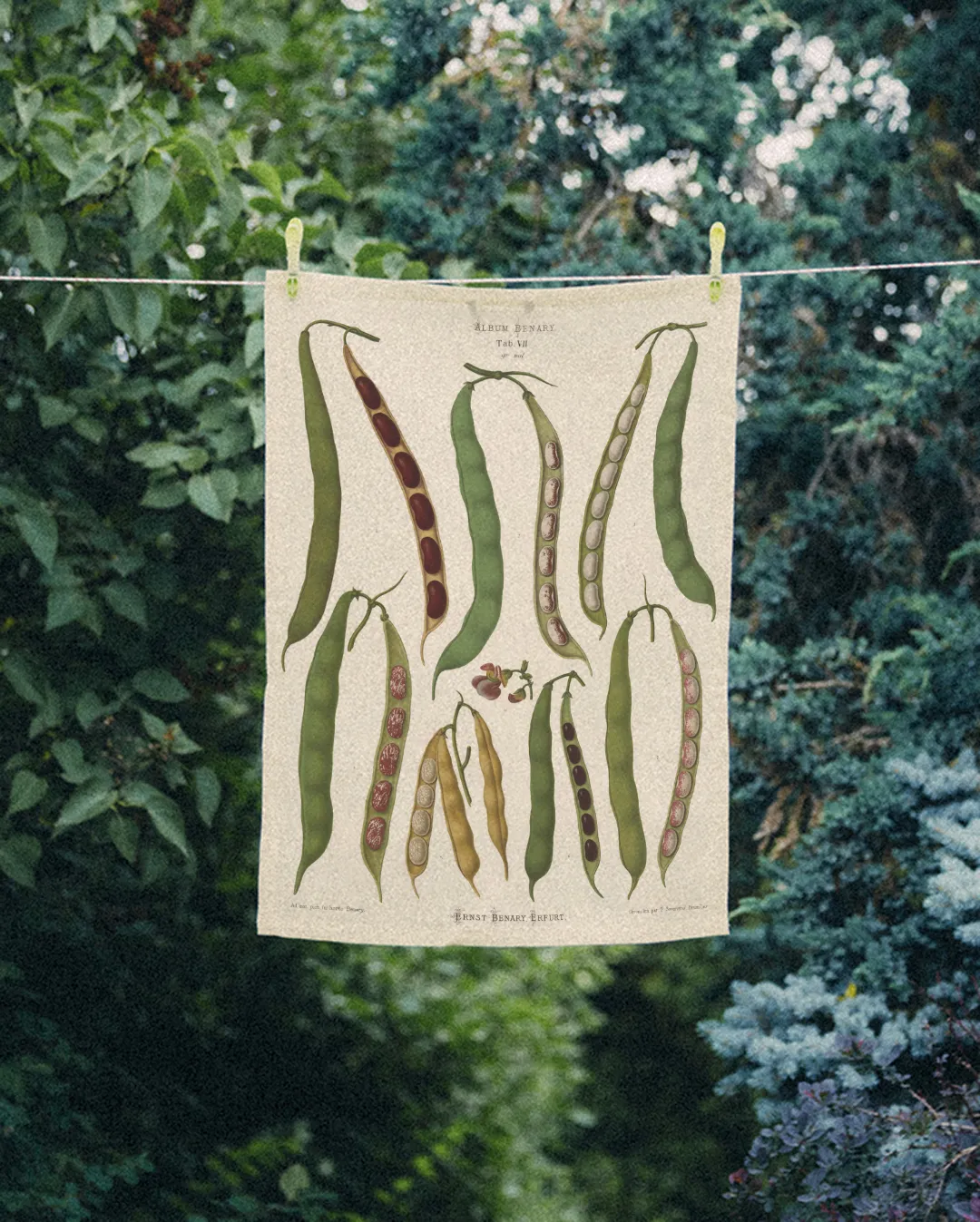 Ręcznik kuchenny - Fasola - obrazek 2