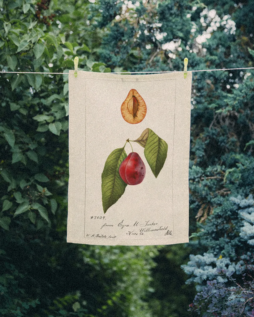 Ręcznik kuchenny - śliwka - obrazek 2