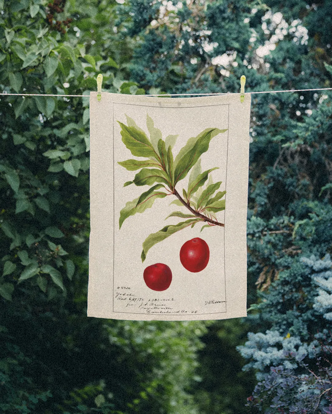 Ręcznik kuchenny - gałązka śliwki - obrazek 2