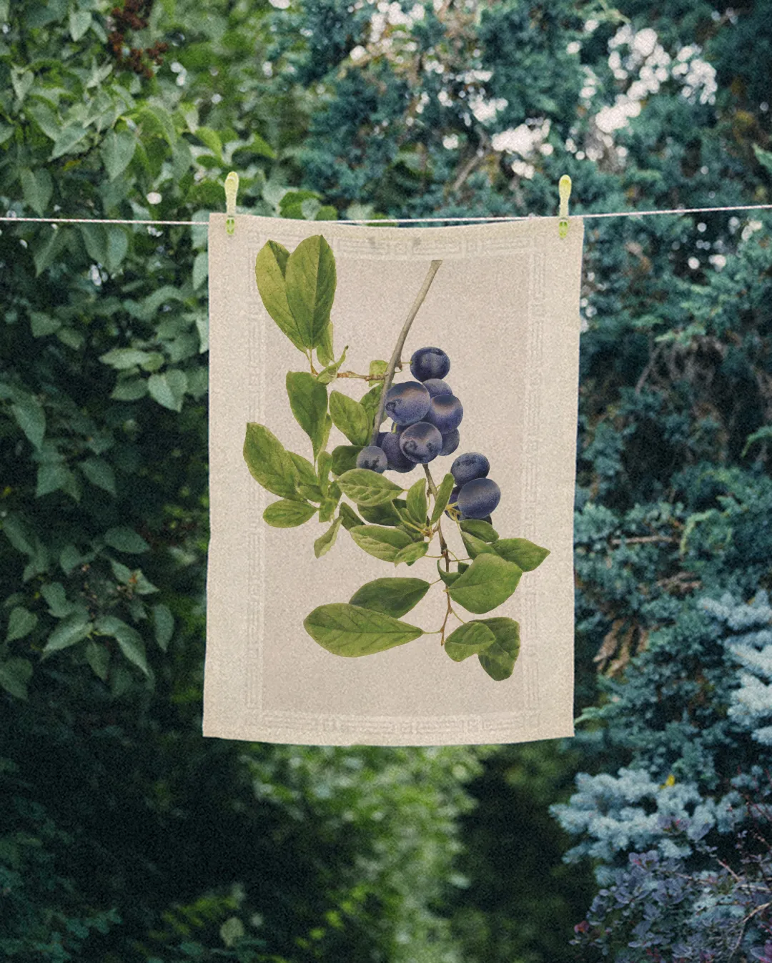 Ręcznik kuchenny - bor&oacute;wka amerykańska - obrazek 2