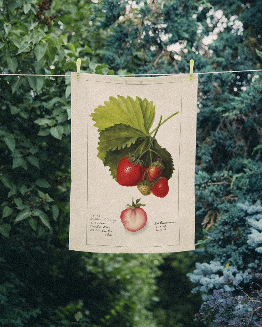 Ręcznik kuchenny - truskawki - obrazek 2