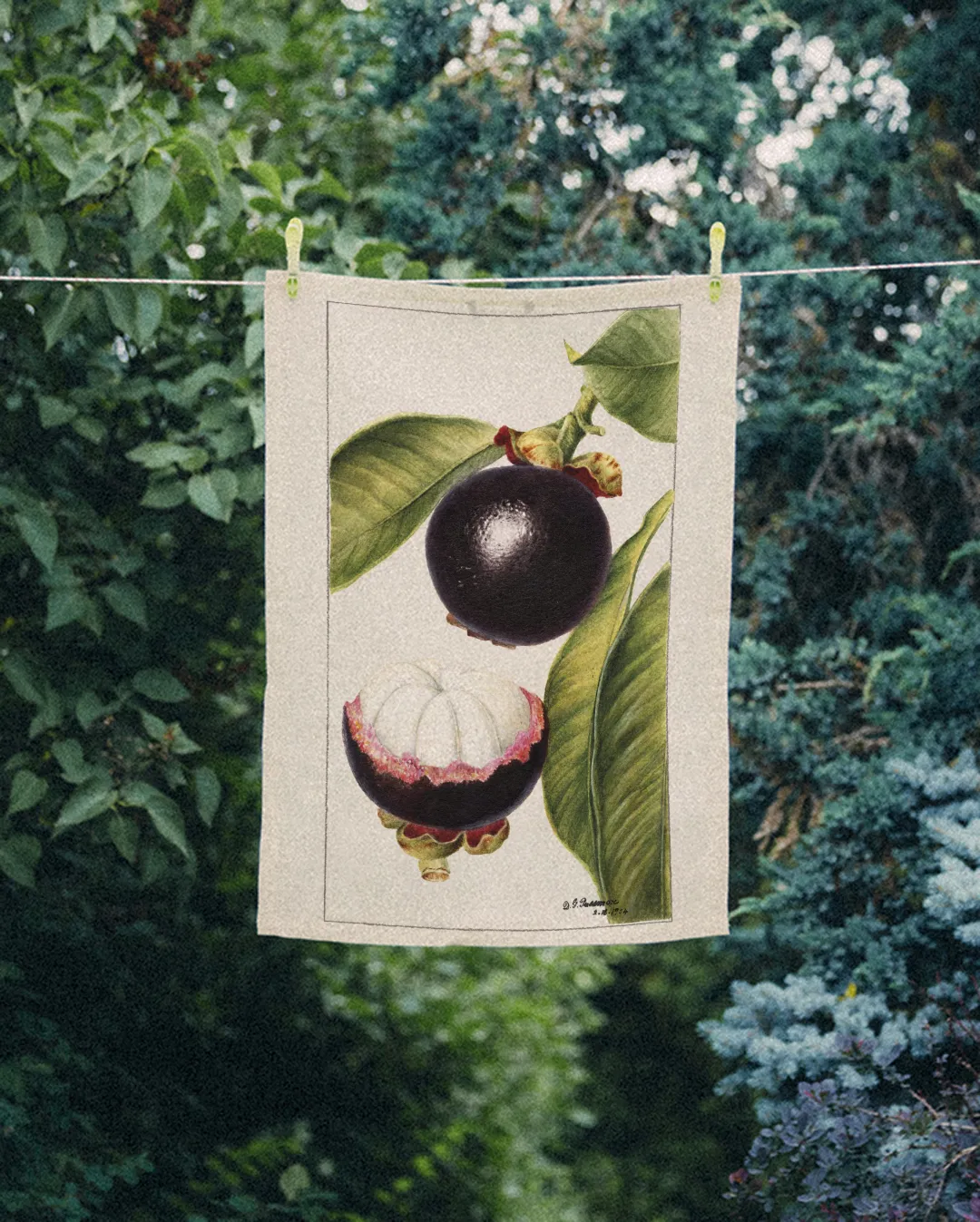 Ręcznik kuchenny - mangostan - obrazek 2