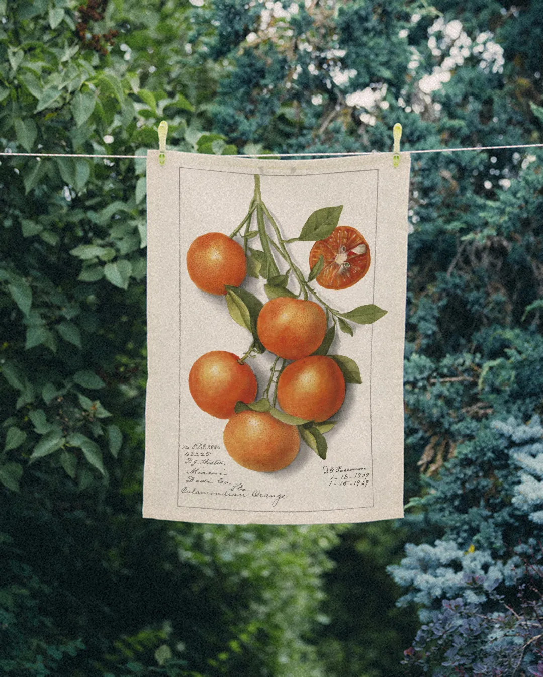 Ręcznik kuchenny - gałąź pomarańczy