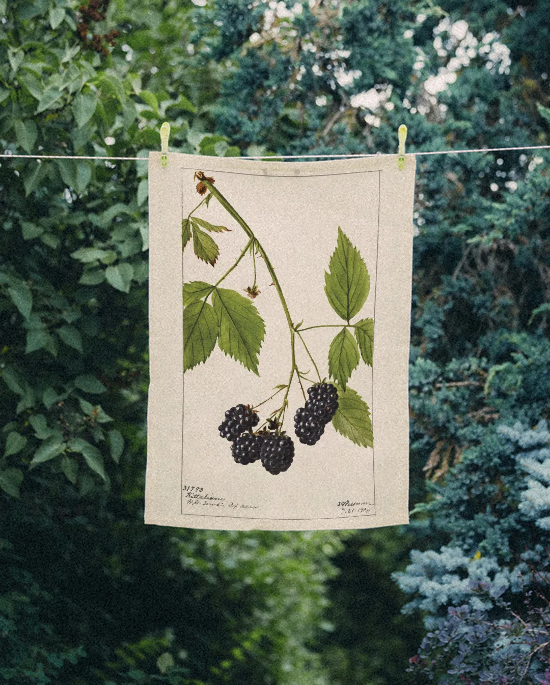 Ręcznik kuchenny - jeżyny - obrazek 2