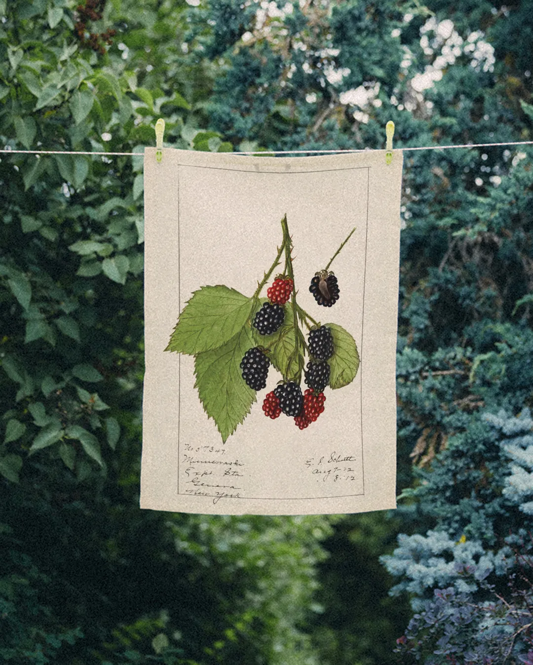 Ręcznik kuchenny - jeżyny 2 - obrazek 2