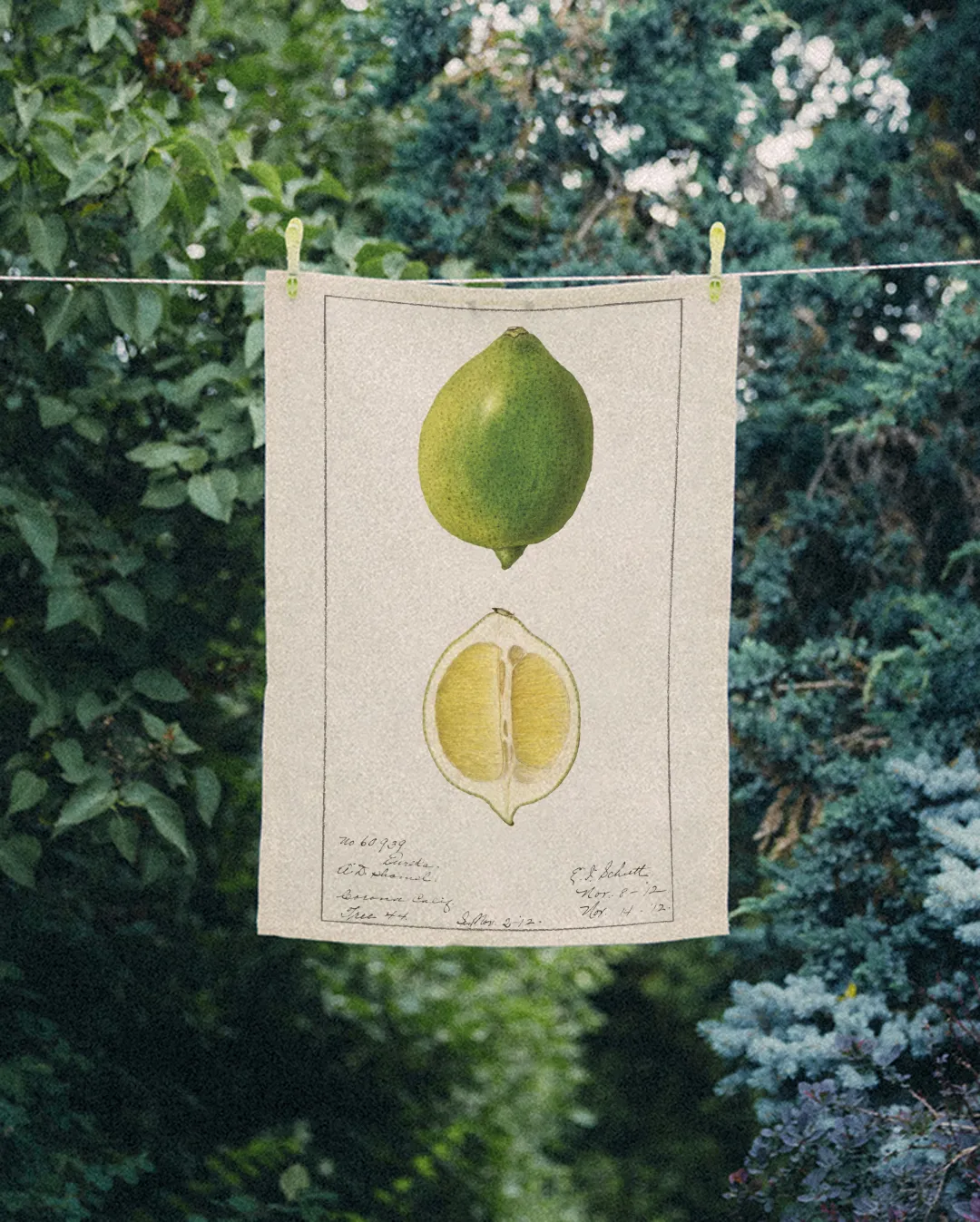 Ręcznik kuchenny - limonka - obrazek 2