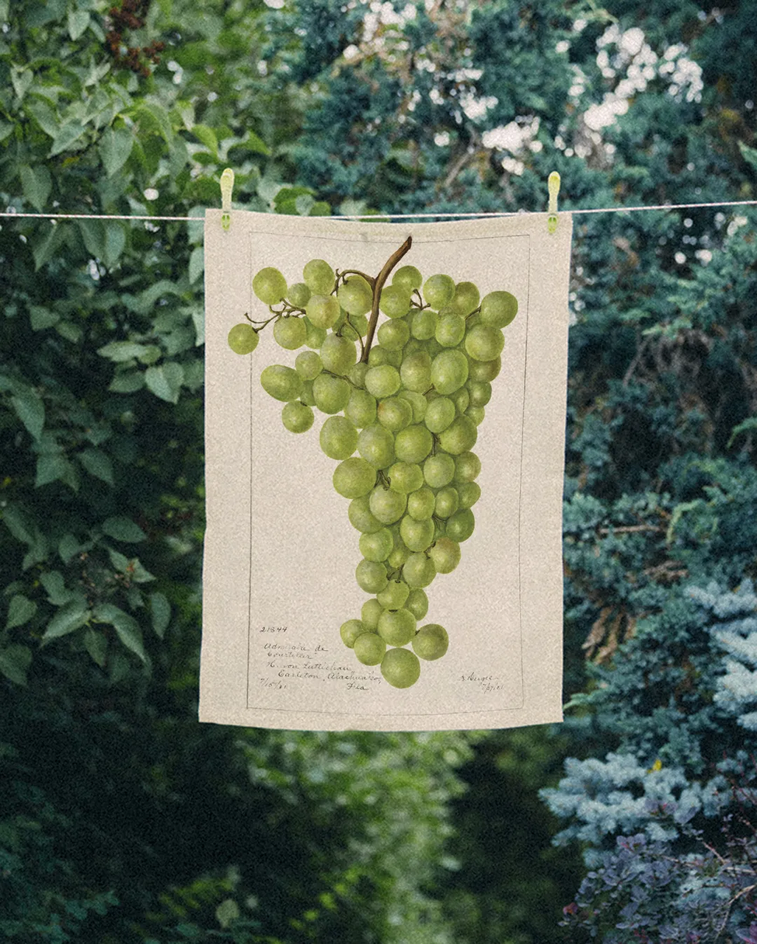 Ręcznik kuchenny - winogrono - obrazek 2