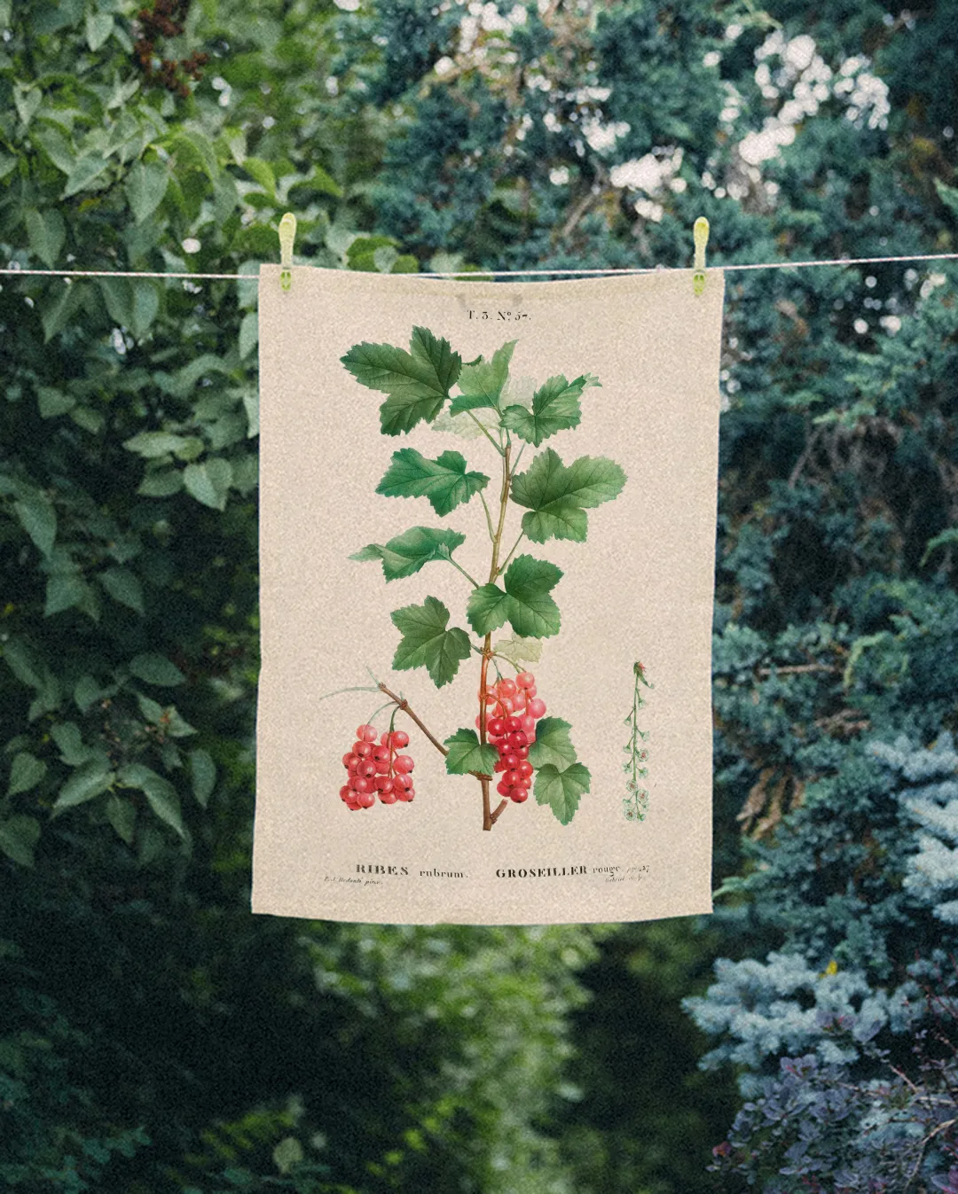 Ręcznik kuchenny - Porzeczki - obrazek 2