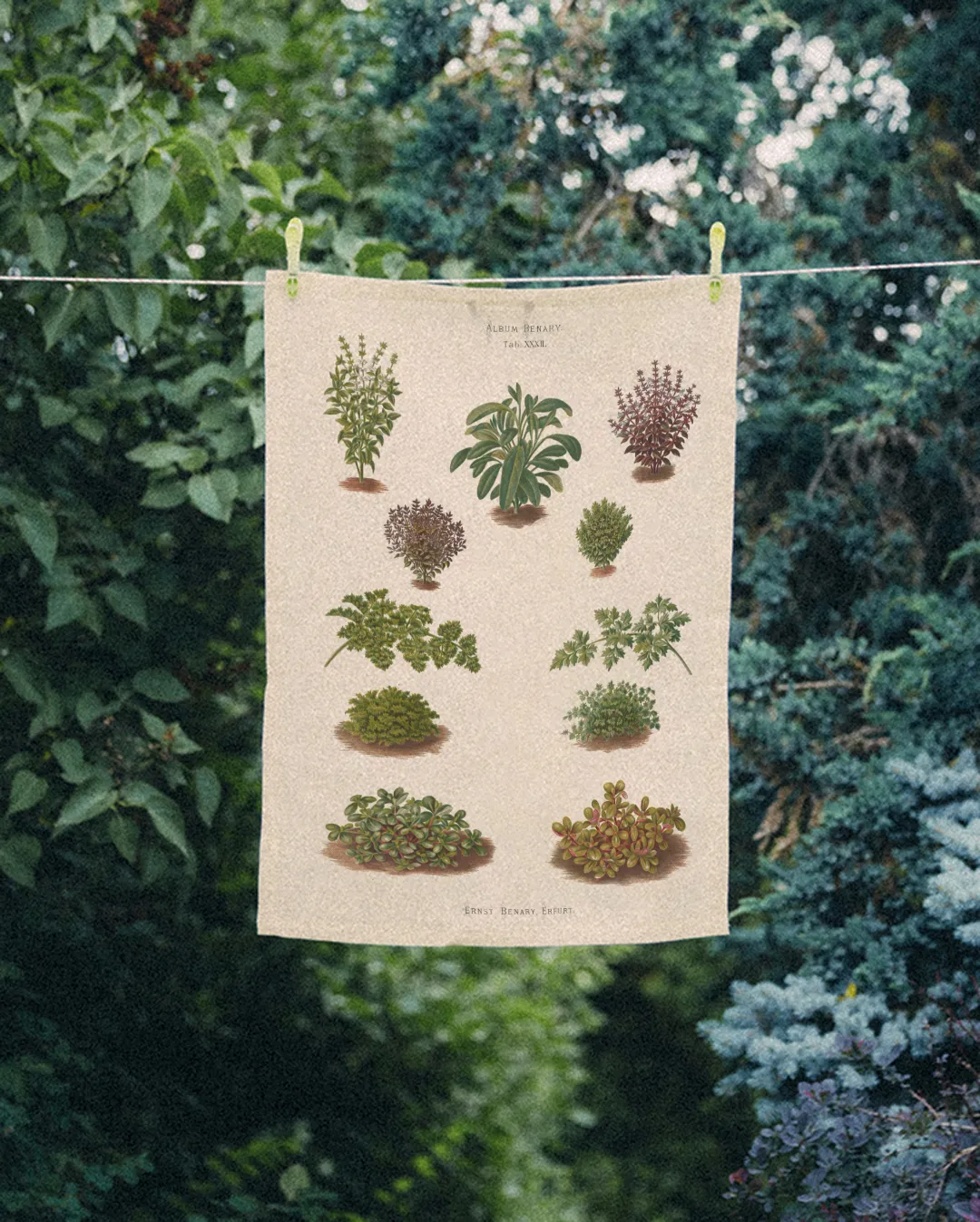 Ręcznik kuchenny - Zioła - obrazek 2