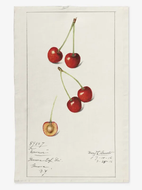 Ręcznik kuchenny spadające wiśnie 50x70 cm