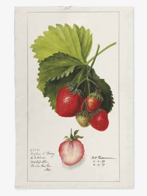 Ręcznik kuchenny truskawki 50x70 cm