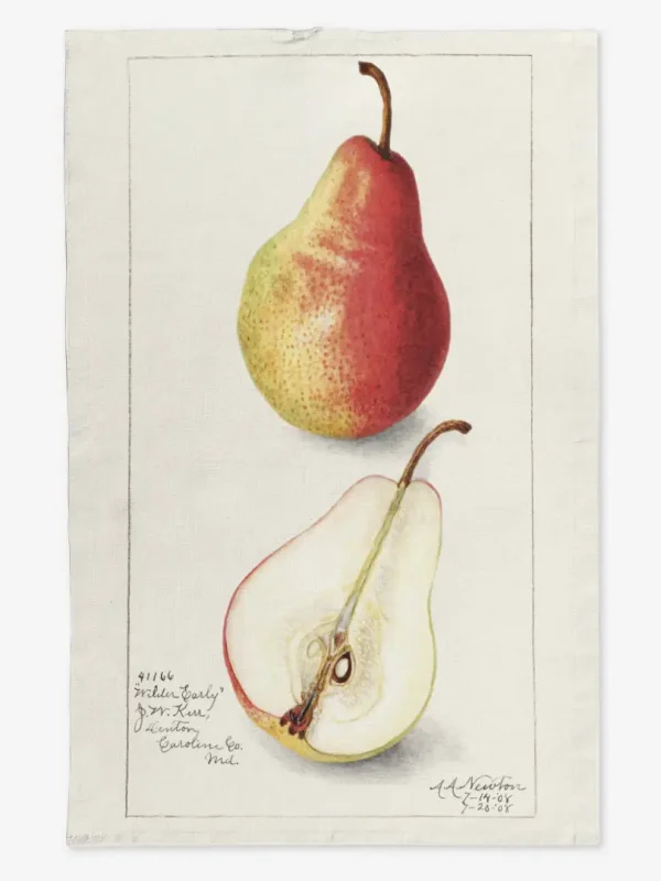 Ręcznik kuchenny gruszka 50x70 cm