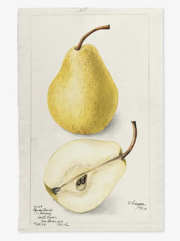 Ręcznik kuchenny ż&oacute;łta gruszka 50x70 cm