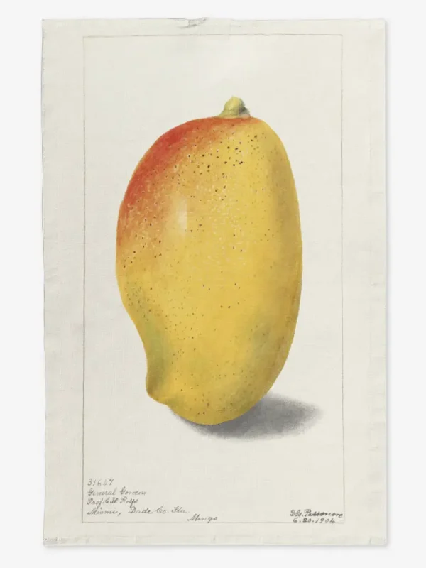 Ręcznik kuchenny mango 2 50x70 cm