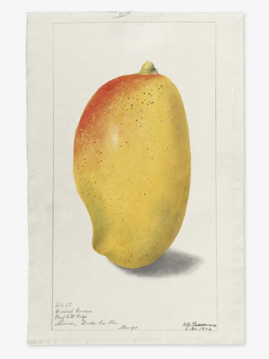 3.0.9_28_mango-2_26as_13vi_5kl9ek_13be15zo_1r_50x70_pt_p_3.1.9_1_50x70_-_stu_-_-_-.webp