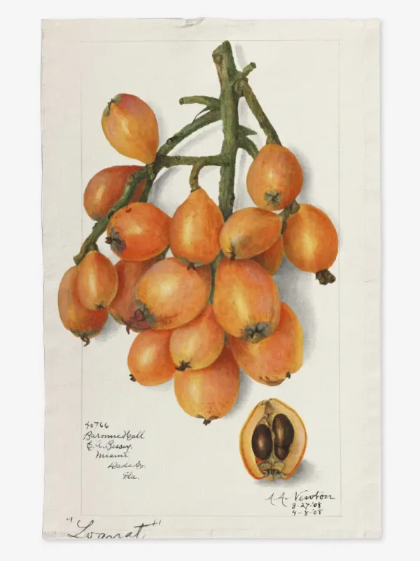 Ręcznik kuchenny nieśplik japoński 50x70 cm
