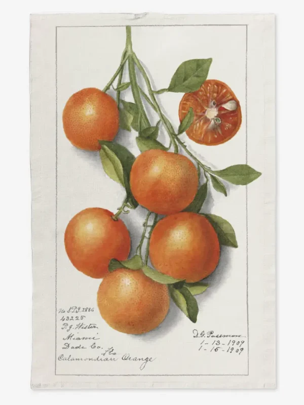 Ręcznik kuchenny gałąź pomarańczy 50x70 cm