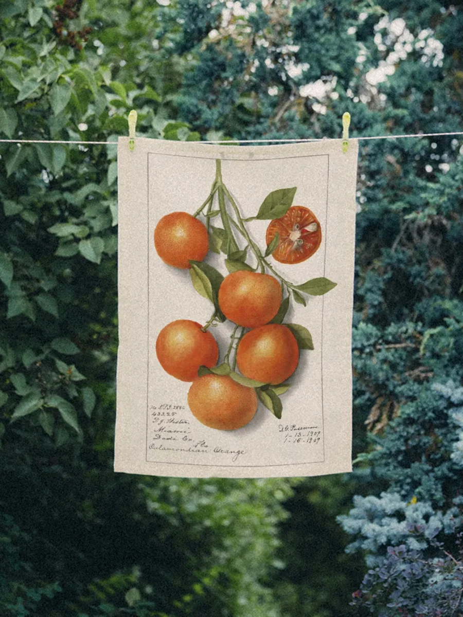 3.0.9_35_gałąź pomarańczy_26as_13vi_5kl;9ek_13be;7po_1r_50x70_pt_p_3.1.9_8_50x70_-_zbl_-_-_-