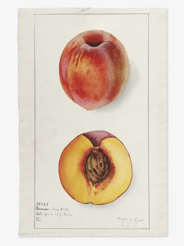 Ręcznik kuchenny nektarynka 50x70 cm