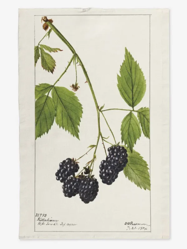 Ręcznik kuchenny jeżyny 50x70 cm