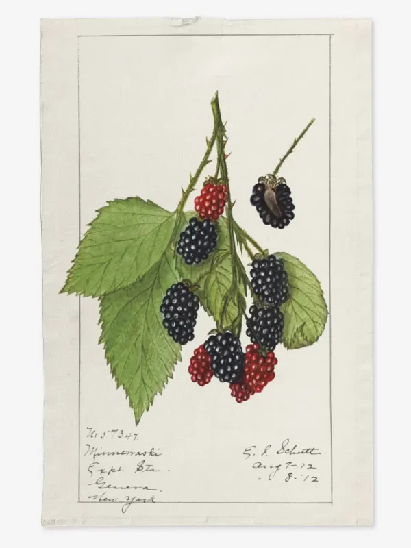 Ręcznik kuchenny jeżyny 2 50x70 cm