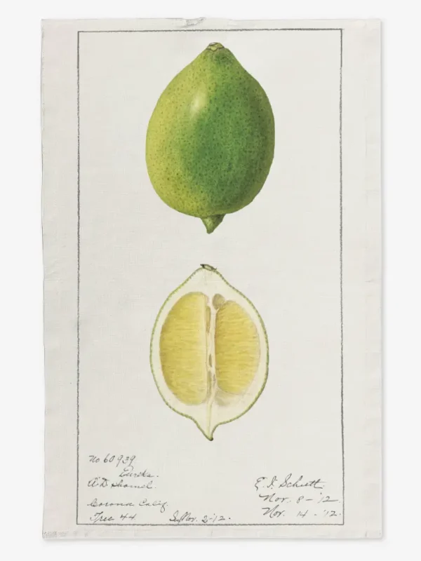 Ręcznik kuchenny limonka 50x70 cm