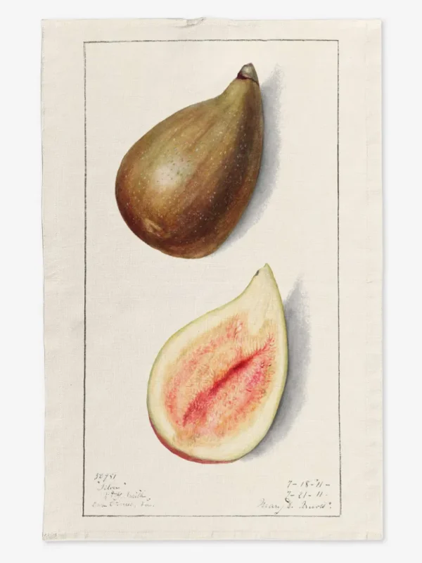 Ręcznik kuchenny Figi 50x70 cm