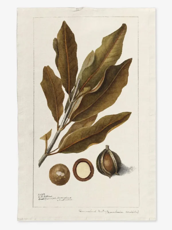 Ręcznik kuchenny Orzech macadamia 50x70 cm